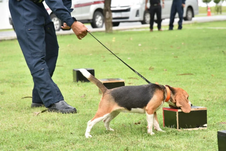 K9